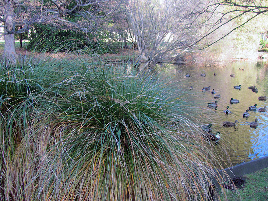 50x Carex Secta - $2.99 each
