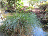 10x Carex Secta - 99c each