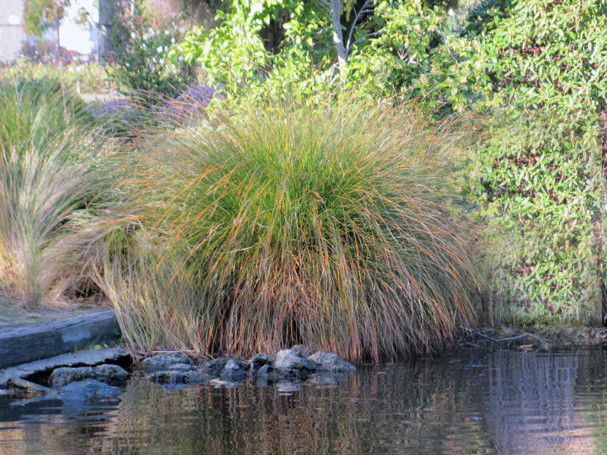 10x Carex Secta - $3.99 each
