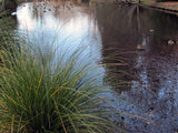 10x Carex Secta - $1.99 each