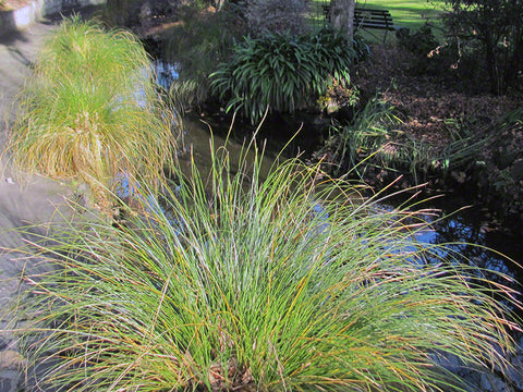 10x Carex Secta - $1.99 each