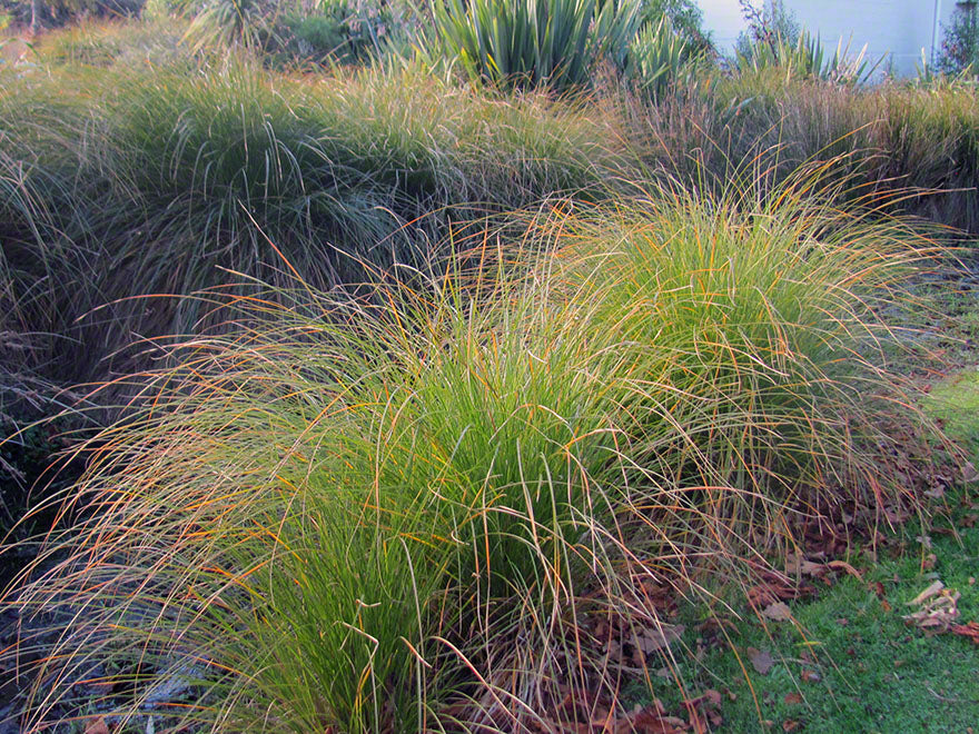50x Carex Secta - $2.99 each