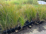 10x Carex Secta - 99c each