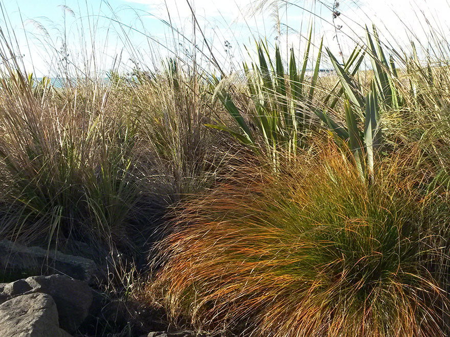 50x Carex Secta - $2.99 each