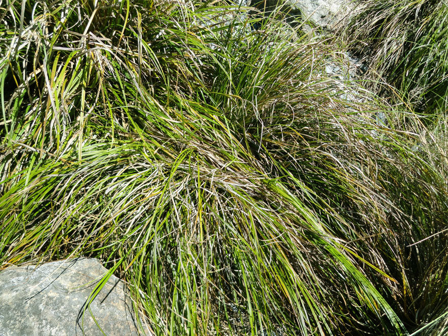 10x Carex Solandri - $2.99 each