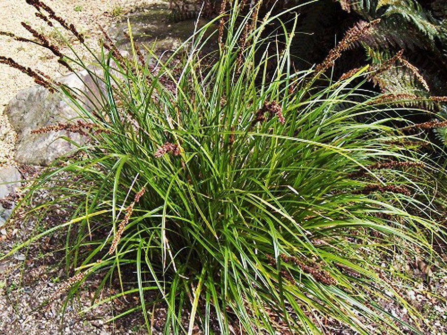 Carex Solandri