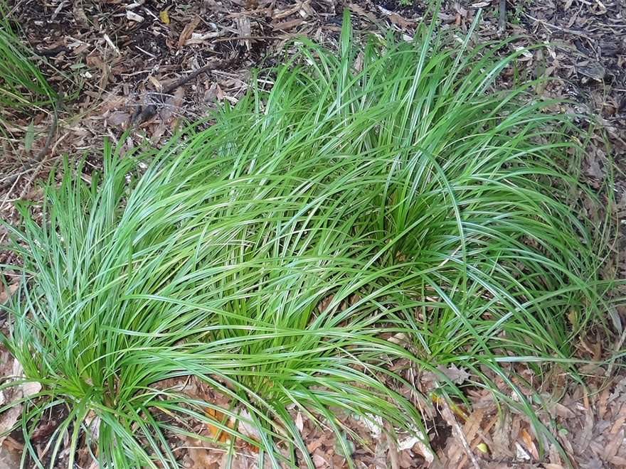 50x Carex Solandri - $2.99 each
