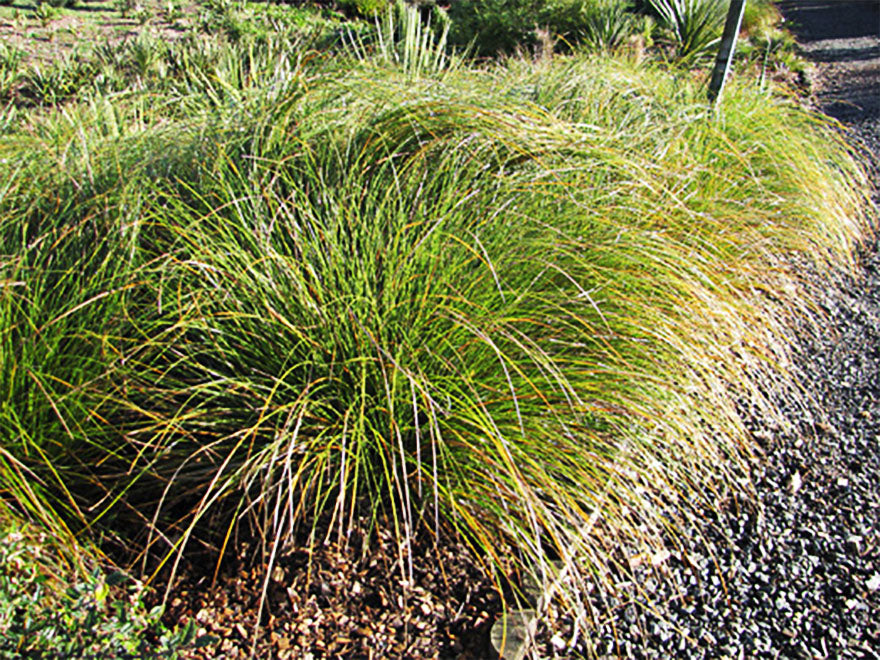 Carex Solandri