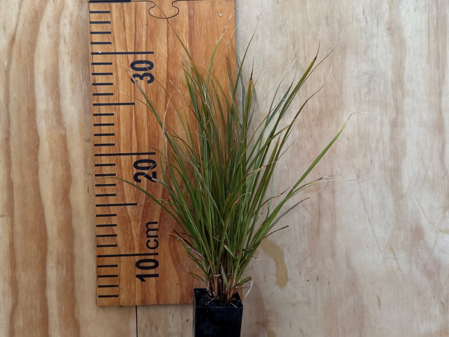 10x Carex Solandri - $0.99 each