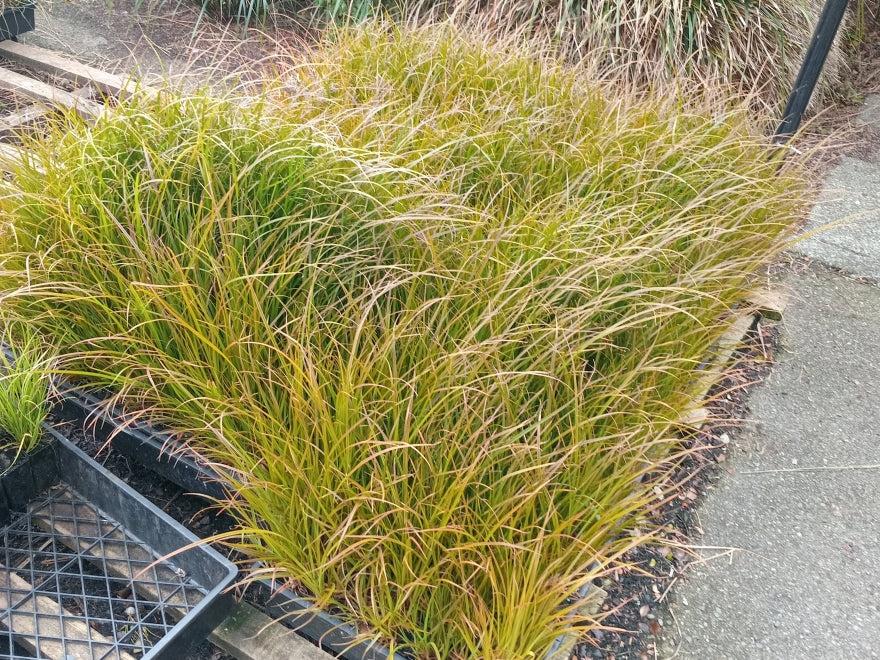 50x Carex Solandri - $2.99 each