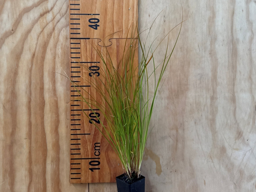 10x Golden Tussock - $1.99 each