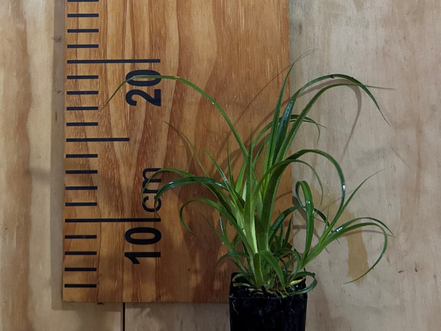 Carex Trifida