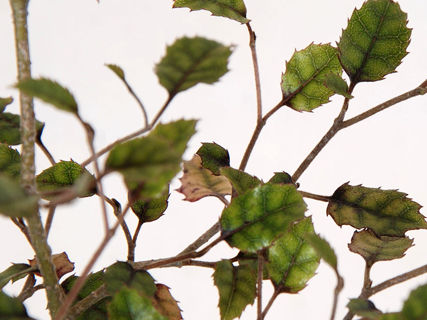 Carpodetus serratus