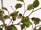 Carpodetus serratus
