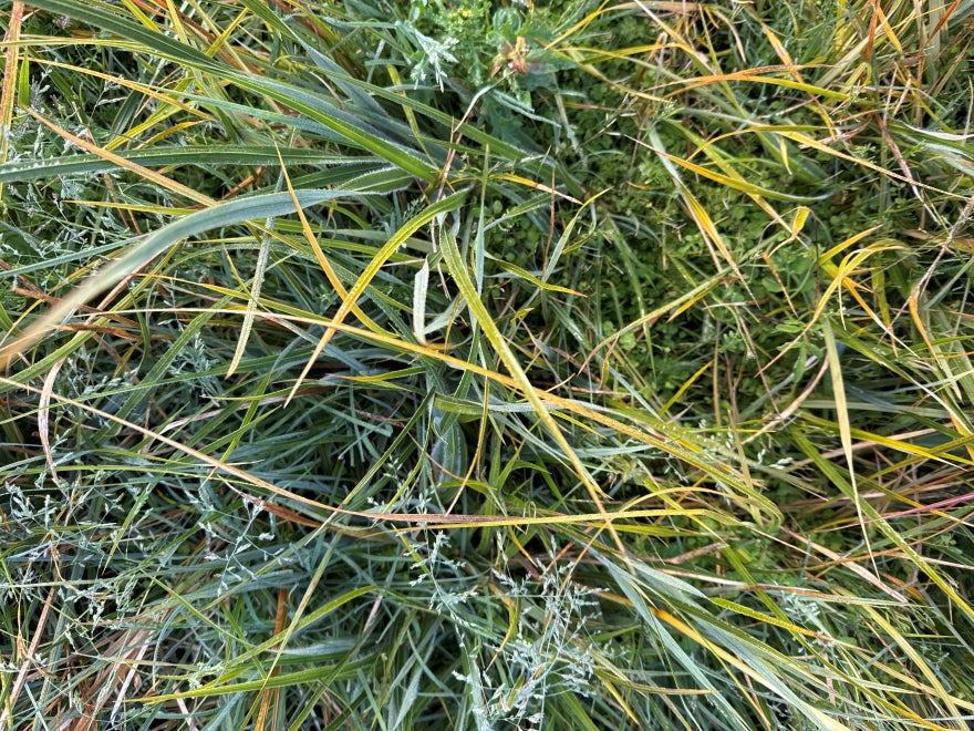 5x Snow Tussock - $1.99 each