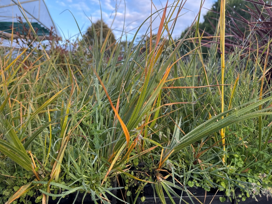5x Snow Tussock - $1.99 each