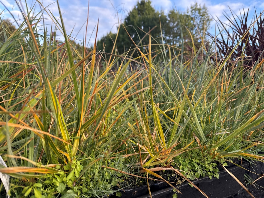 5x Snow Tussock - $1.99 each