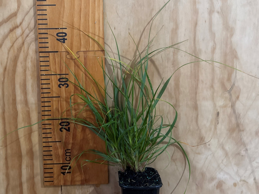 Chionochloa Flavicans