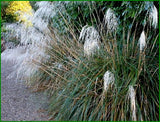 5x Snow Tussock