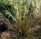 5x Snow Tussock