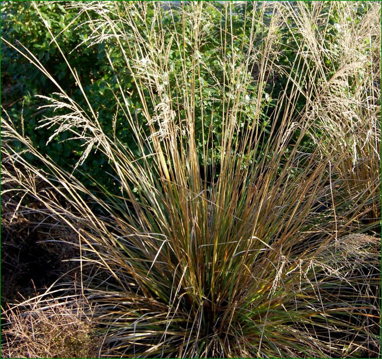 5x Snow Tussock - $5.99 each