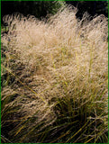 5x Snow Tussock