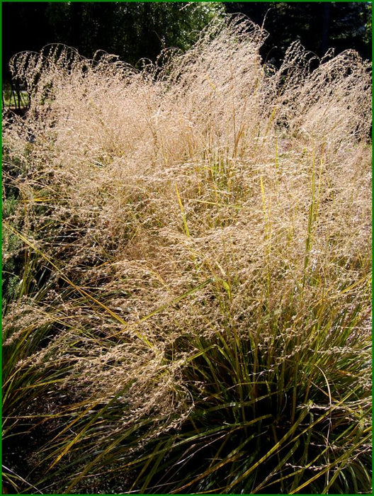Chionochloa Conspicua