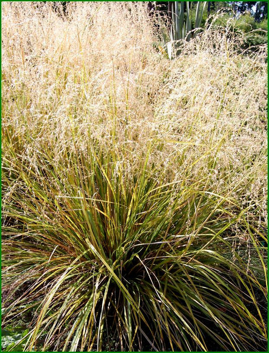 Chionochloa Conspicua