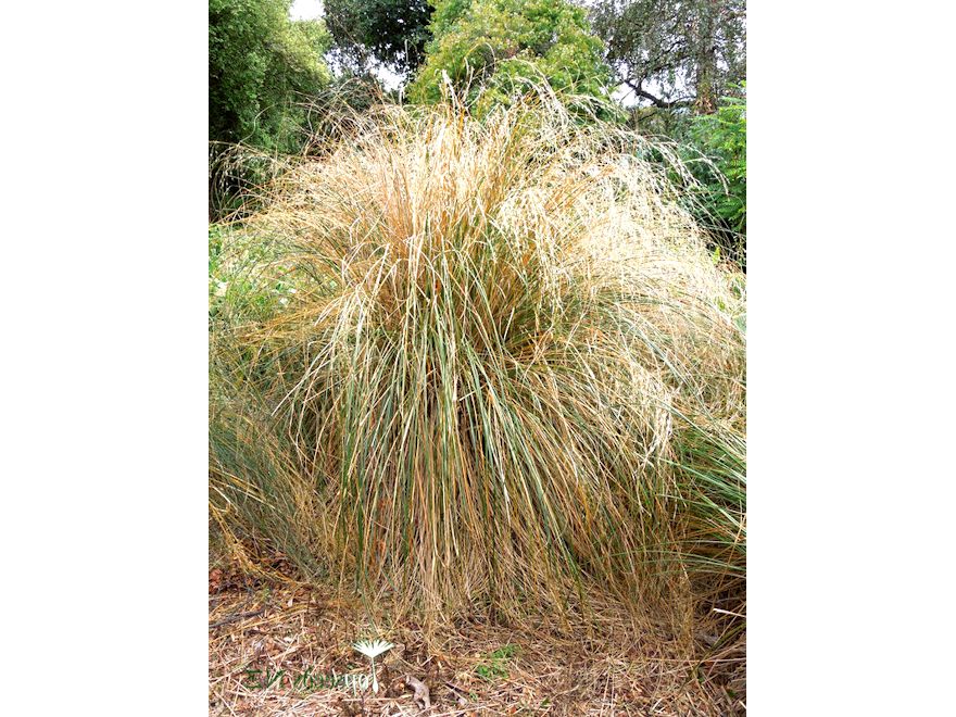 Narrow Leaved Snow Tussock