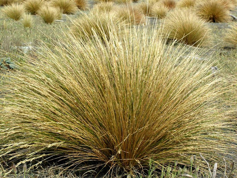 Narrow Leaved Snow Tussock