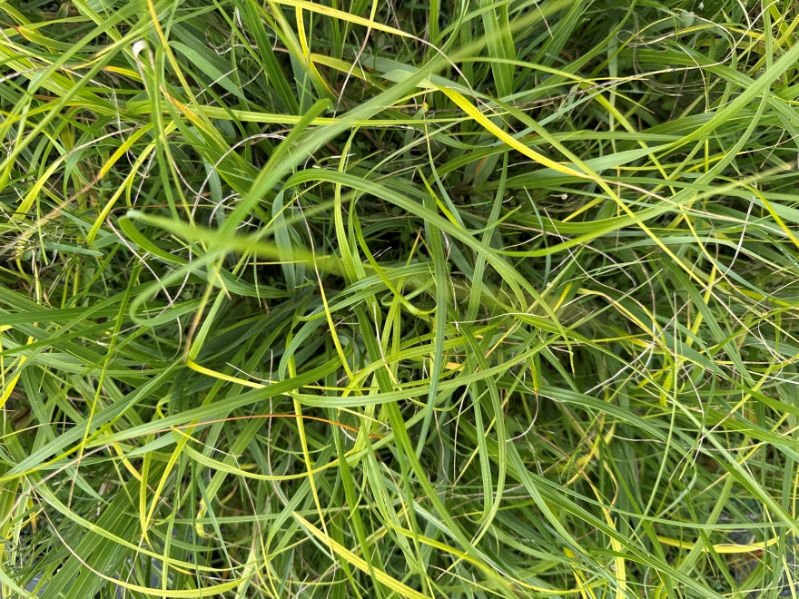 5x Dwarf Toe Toe - $1.99 each