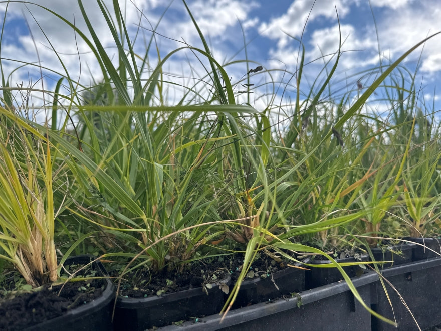 5x Dwarf Toe Toe - $1.99 each