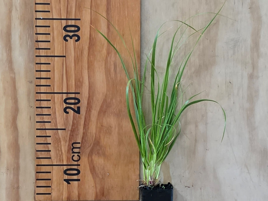 Chionochloa Flavicans
