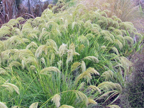 Chionochloa Flavicans