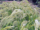 Chionochloa Flavicans