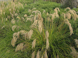 Chionochloa Flavicans