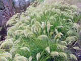 Chionochloa Flavicans