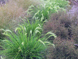 Chionochloa Flavicans