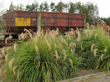 Chionochloa Flavicans