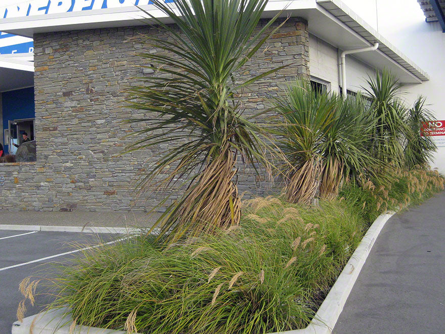 Chionochloa Flavicans