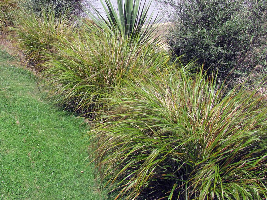 25x Dwarf Toe Toe - large size - $12.99 each