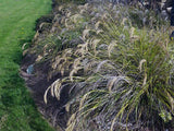 Chionochloa Flavicans