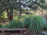 Chionochloa Flavicans