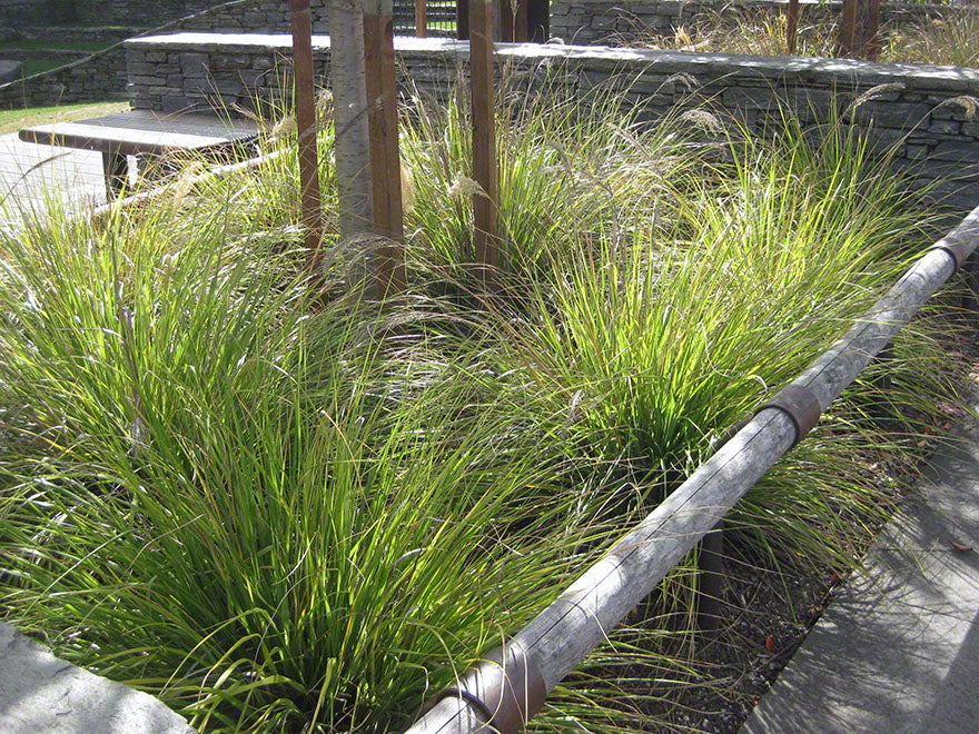 25x Dwarf Toe Toe - large size - $12.99 each