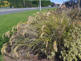 Chionochloa Flavicans