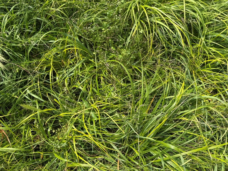 10x Dwarf Toe Toe - $3.99 each