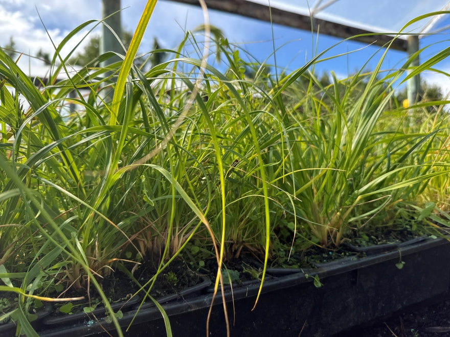 10x Dwarf Toe Toe - $3.99 each