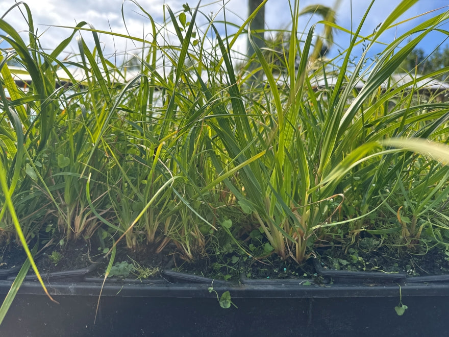 10x Dwarf Toe Toe - $3.99 each