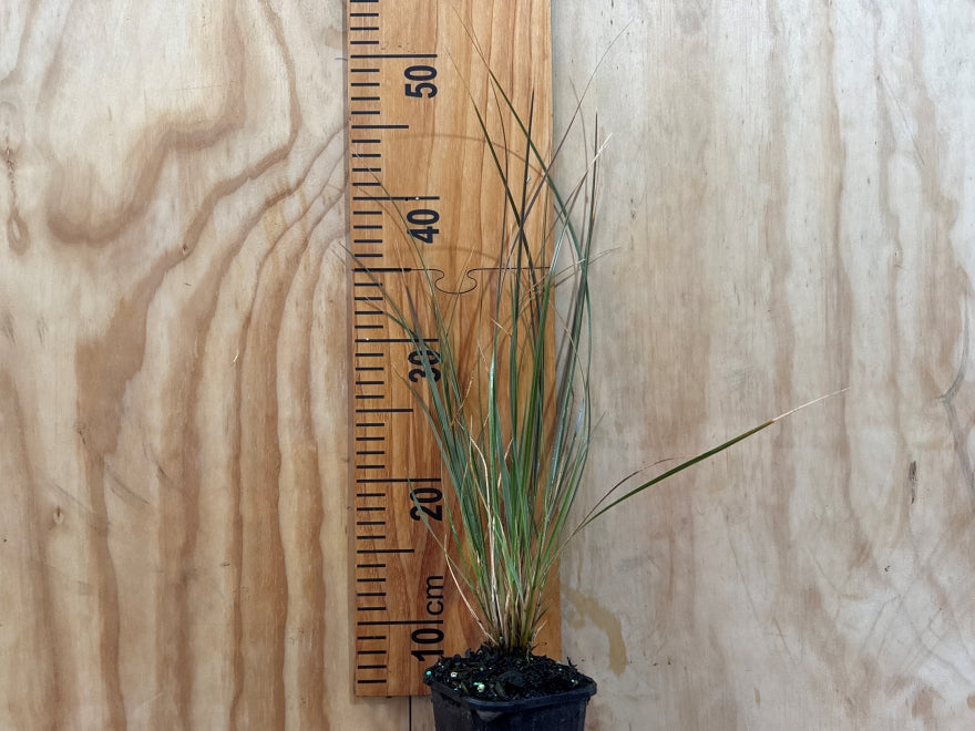 Chionochloa Rigida