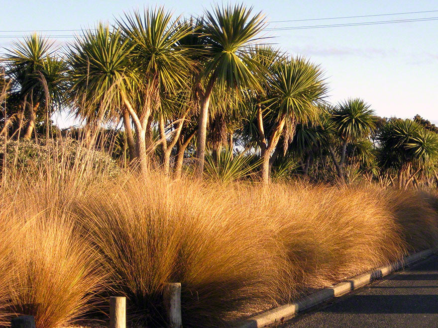 100x Red Tussock - $9.99 each